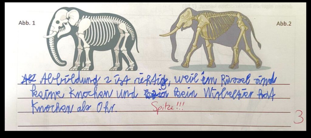 Krakelige Grundschülerschrift: "Abbildung 2 ist richtig, weil im Rüssel sind keine Knochen und kein Wirbeltier hat Knochen im Ohr." 